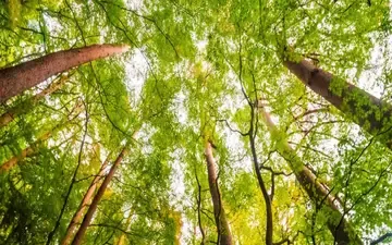 O que é seguro ambiental? Na imagem, floresta em alusão à importância de contratar seguro RC ambiental.