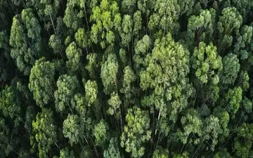 O que cobre o seguro ambiental? Na imagem, floresta em alusão a importância de fazer seguro RC ambiental para empresas.