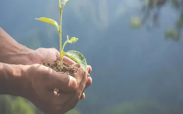 O que é seguro RC ambiental? Na imagem, mãos segurando uma planta em alusão ao seguro ambiental.
